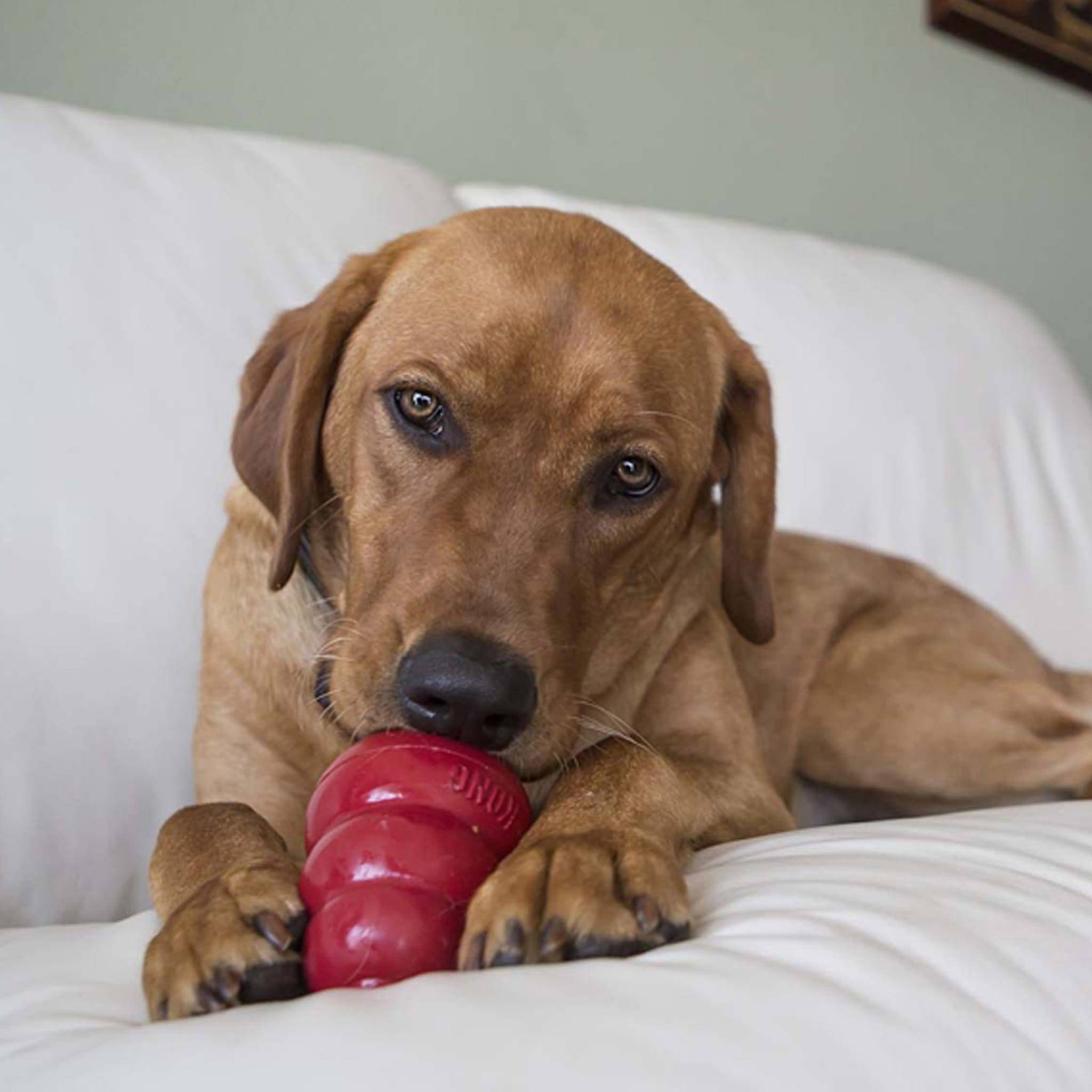 KONG - KONG SNACKS™ LIVER Large - Image 5