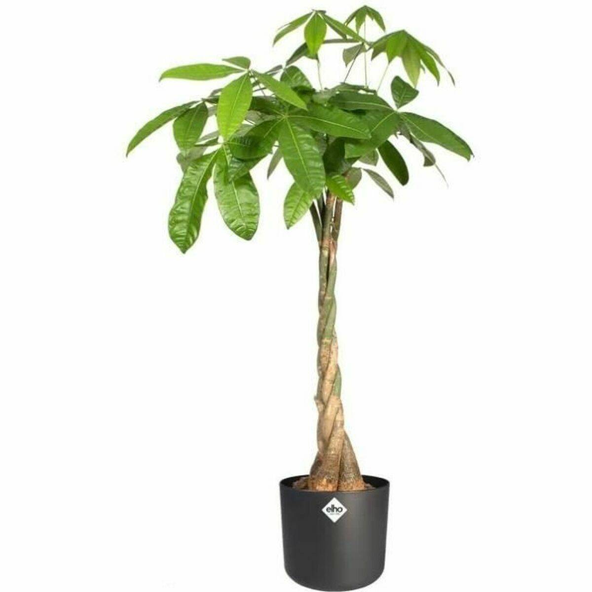 Pot de fleurs rond en plastique noir Ø 25xH.23 cm - Elho - Image 3