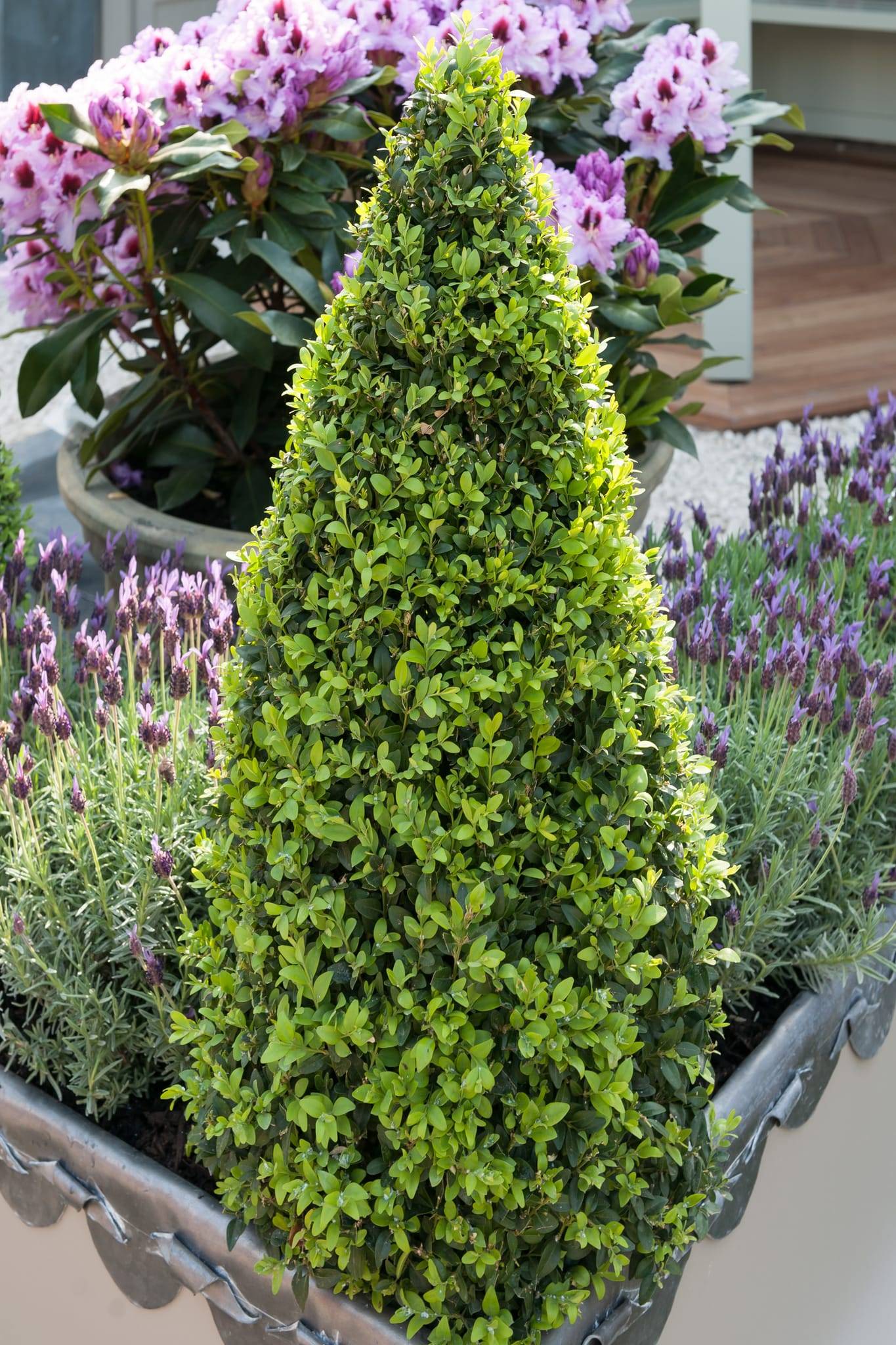 Buis Commun 'Pyramidalis' - Imagen 2