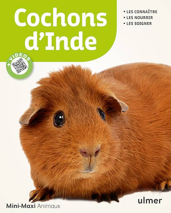 Ulmer - Cochons d'Inde