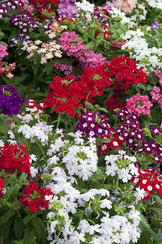 Verbena Híbrida