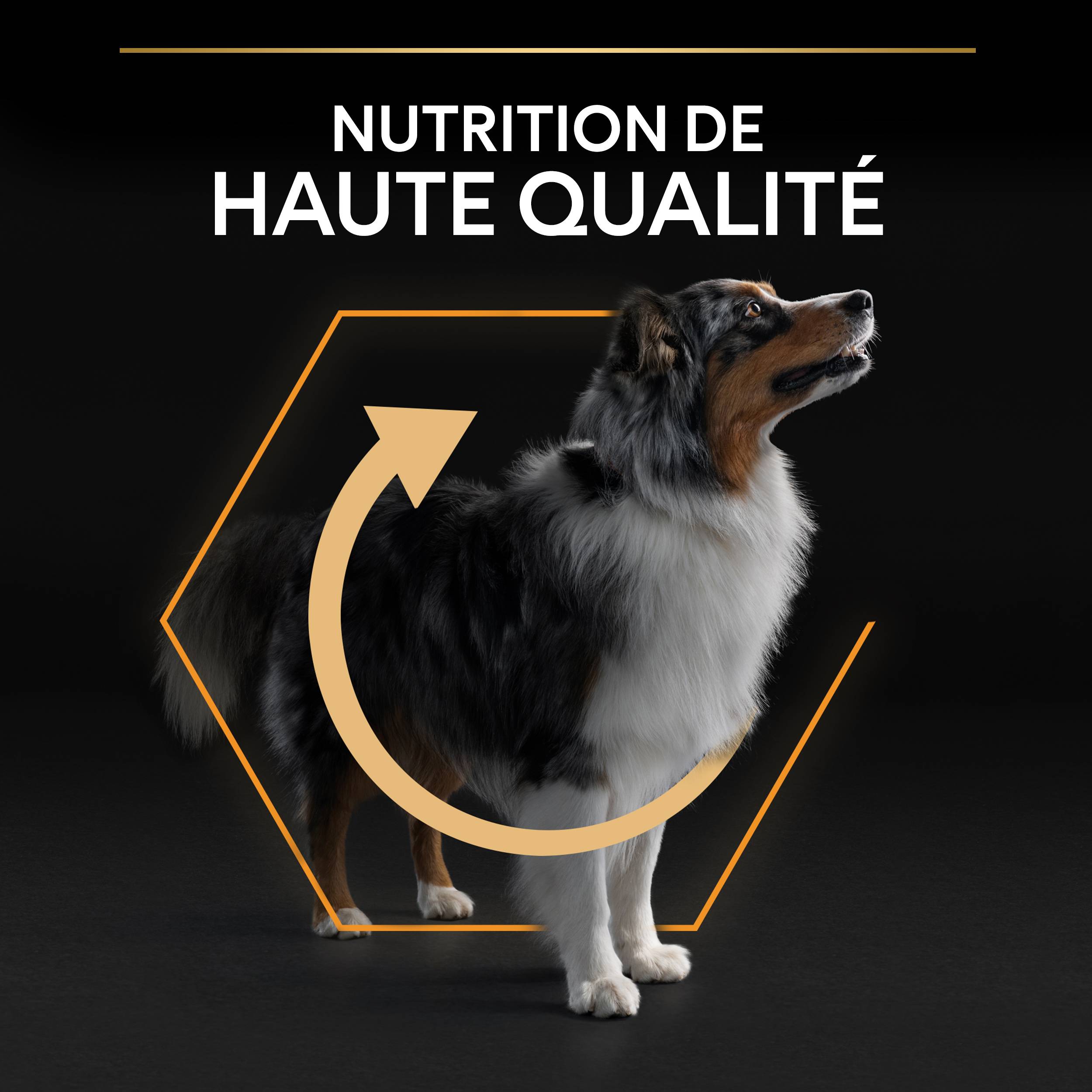 Purina Pro Plan - Croquettes chien Adulte Medium OptiBalance 14KG + 2,5KG gratuits - PRO PLAN - Image 6