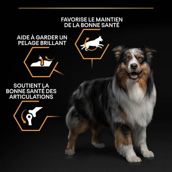 Purina Pro Plan - Croquettes chien Adulte Medium Poulet 14 kg - PRO PLAN - Image 12