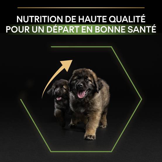 Purina Pro Plan - Croquettes chiot Large Robust Poulet 12 kg – PRO PLAN - Image 6