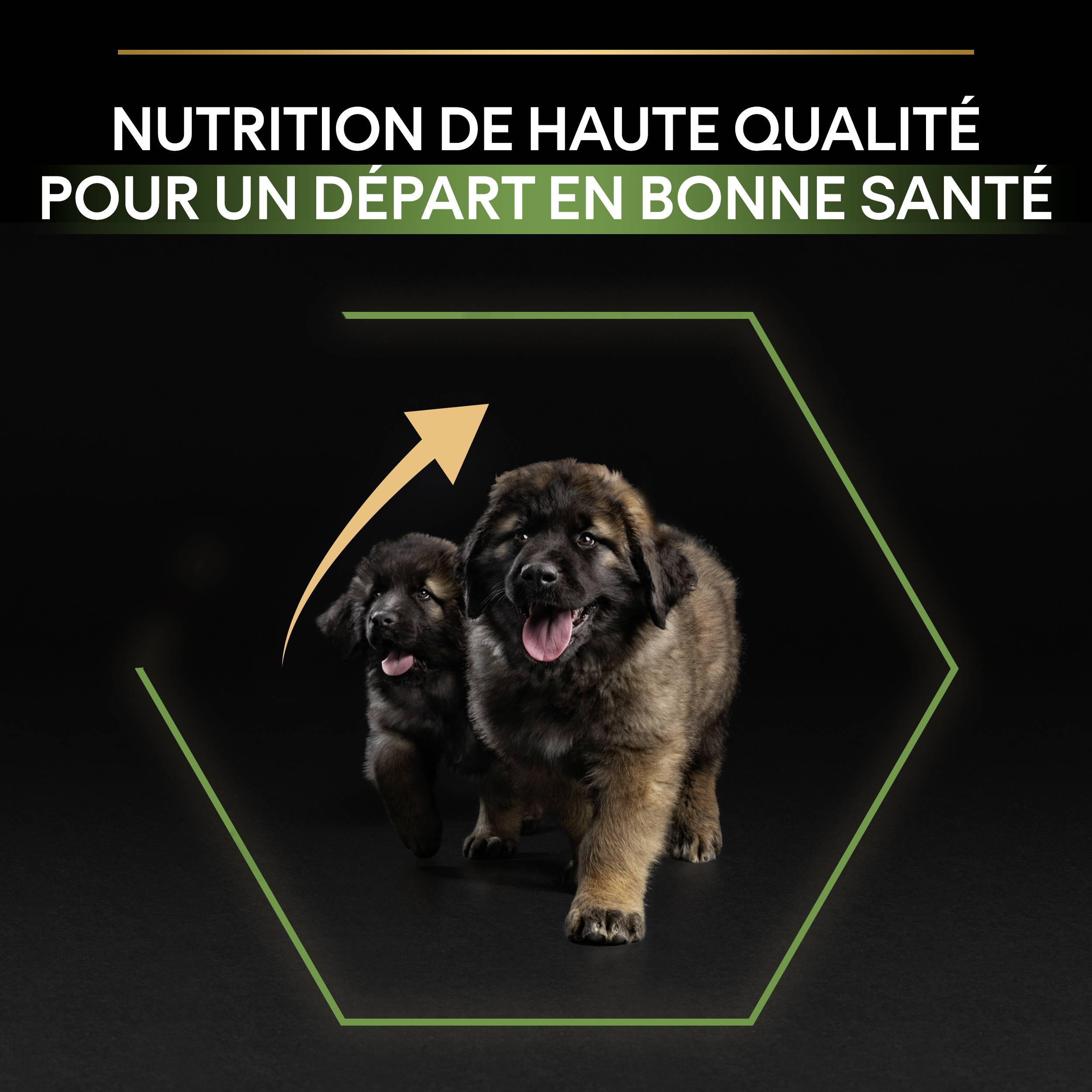 Purina Pro Plan - Croquettes chiot Large Robust Poulet 12 kg – PRO PLAN - Image 6
