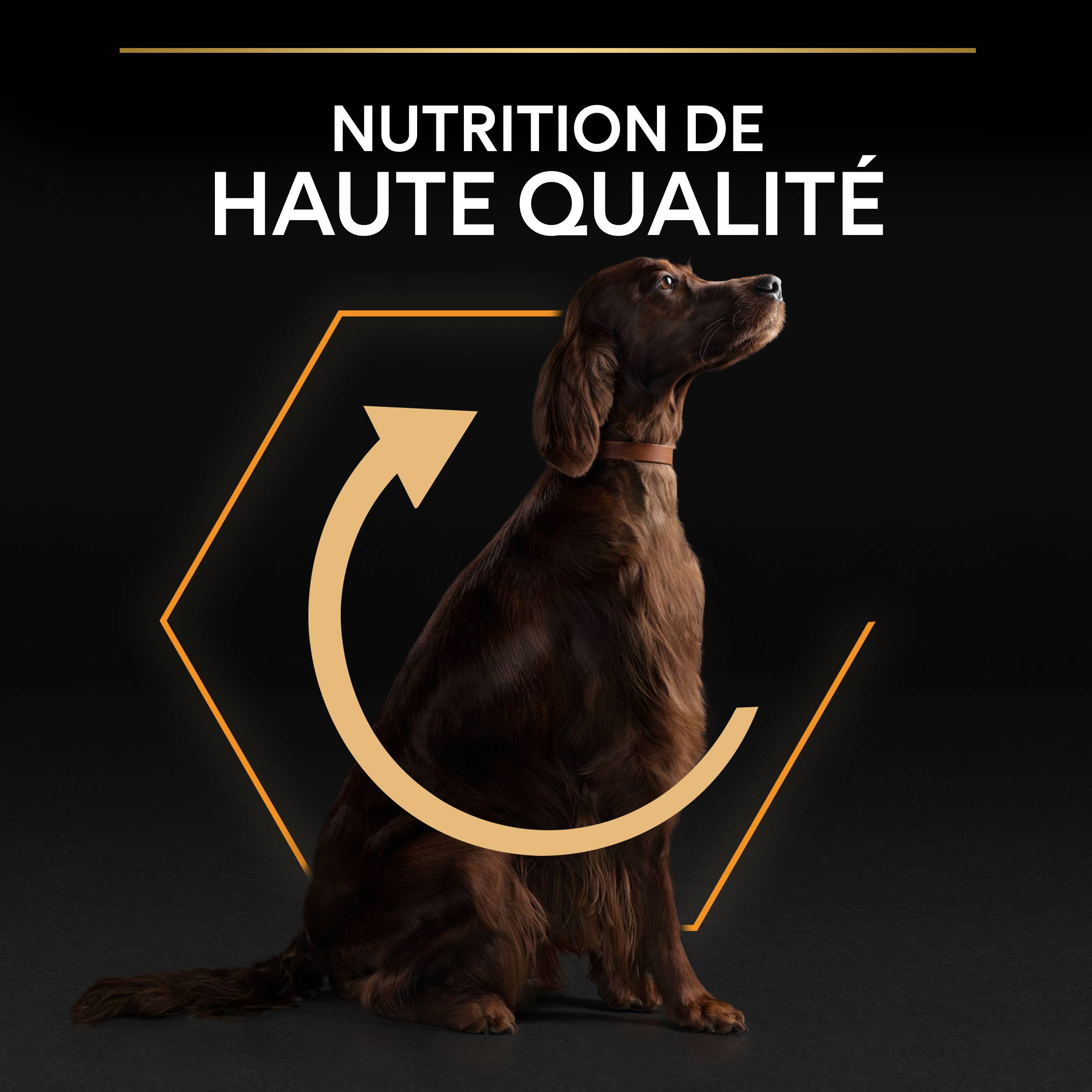 Purina Pro Plan - Croquettes chien Large Adulte Athletic 14 kg + 2 kg offerts - PRO PLAN - Image 10