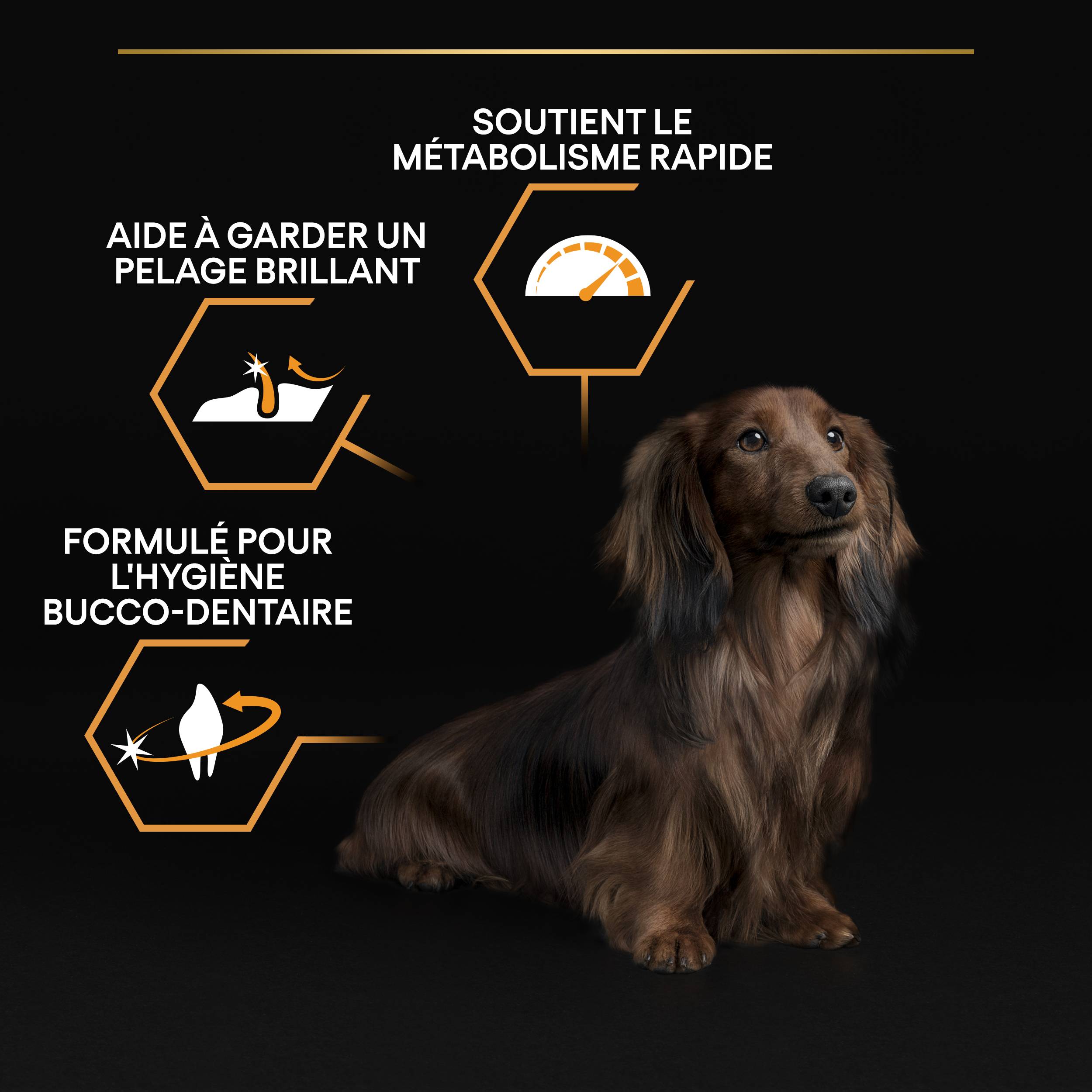 Purina Pro Plan - Croquettes petit chien Adulte poulet 3 kg - PRO PLAN - Image 7