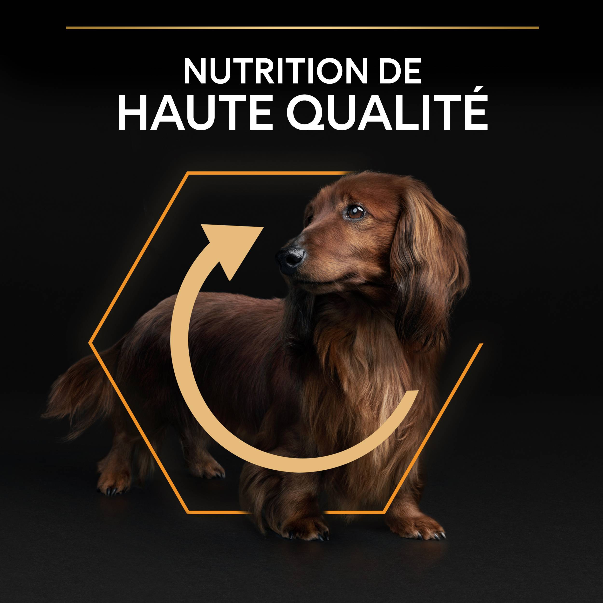 Purina Pro Plan - Croquettes petit chien Adulte poulet 3 kg - PRO PLAN - Image 6