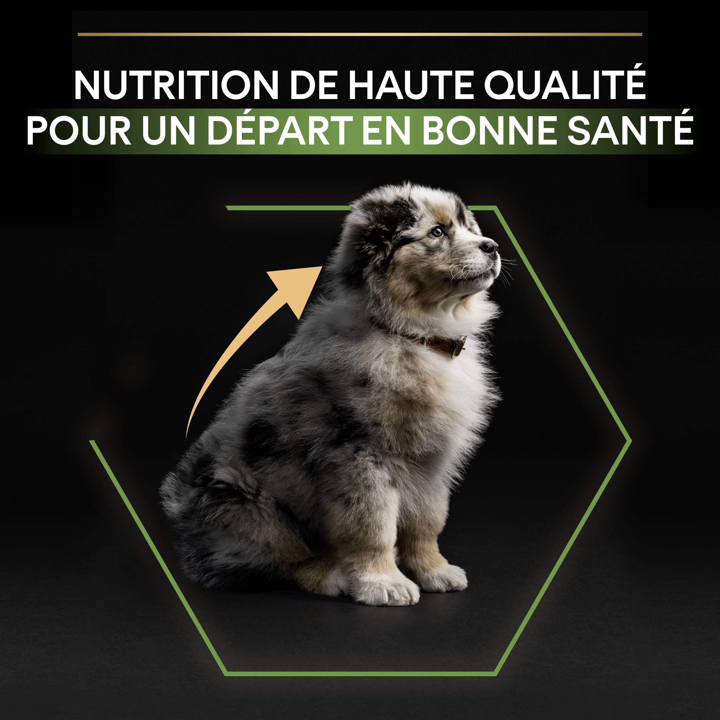 Purina Pro Plan - Croquettes chiot Medium 12 kg - PRO PLAN - Image 2