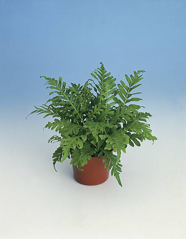 Blechnum gibbeuse - Imagen 1