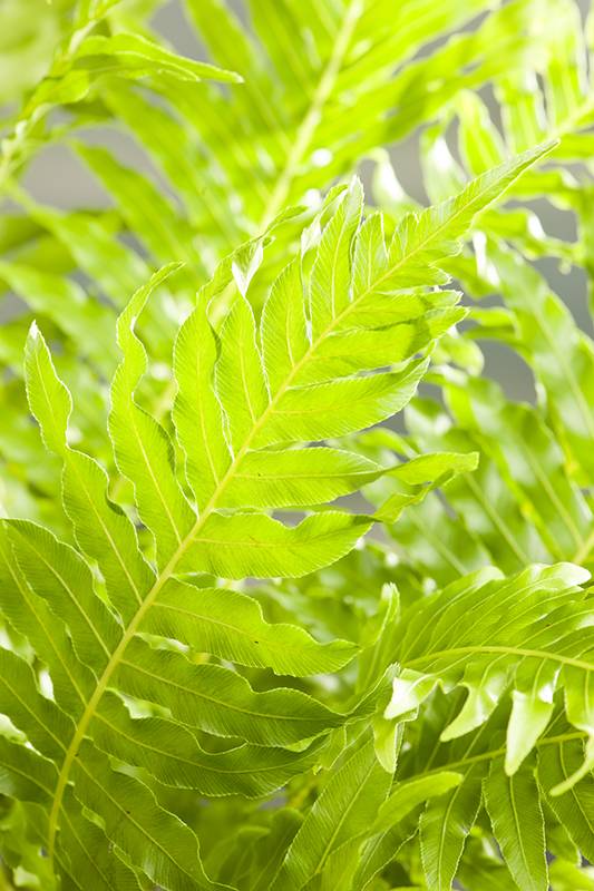 Blechnum gibbeuse - Imagen 2