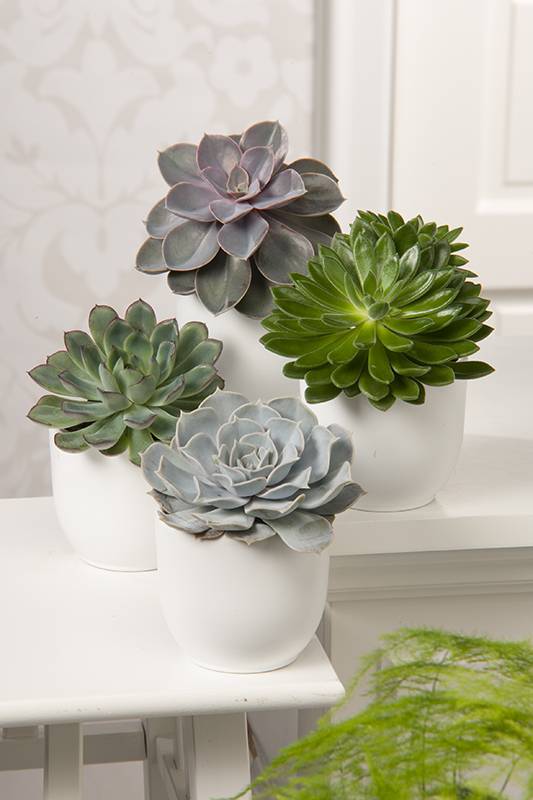 Echeveria