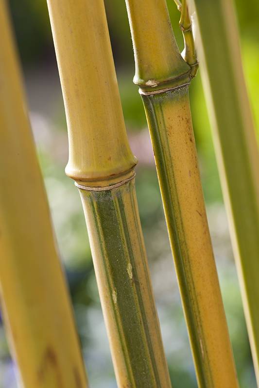 Bambou Jaune 'Spectabilis' - Image 1