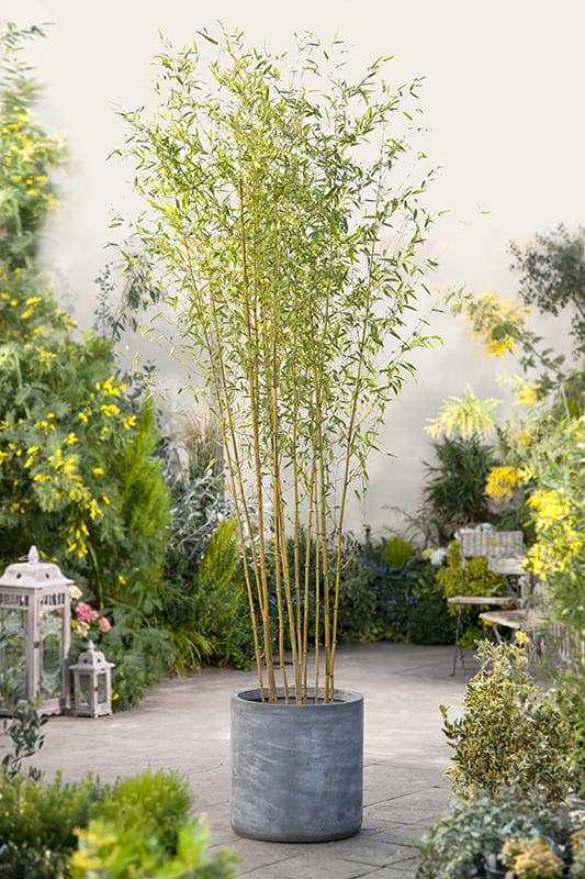 Bambou Jaune 'Spectabilis' - Image 2