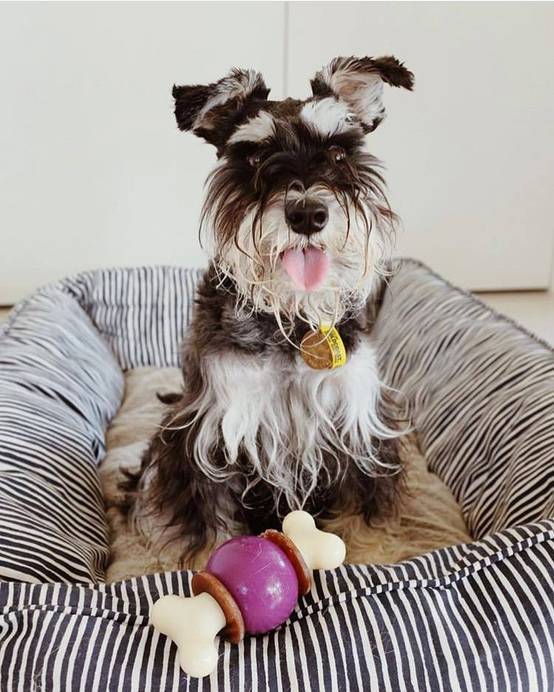 Petsafe - Jouet Bouncy Bone M - PETSAFE - Image 3