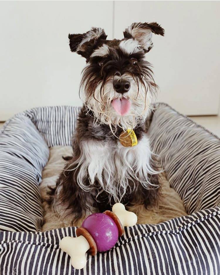 Petsafe - Jouet Bouncy Bone M - PETSAFE - Image 3