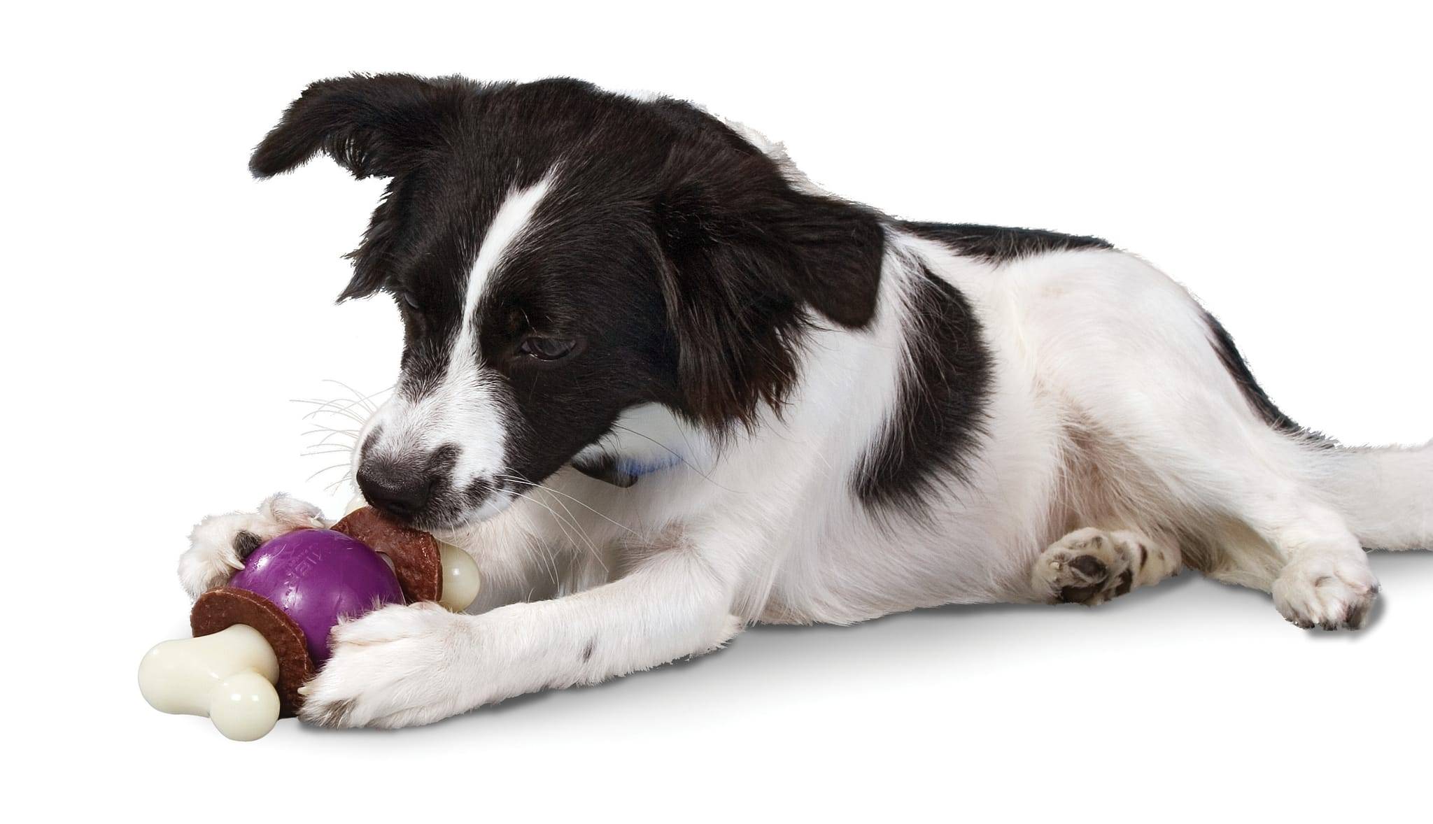 Petsafe - Jouet Bouncy Bone M - PETSAFE - Image 2