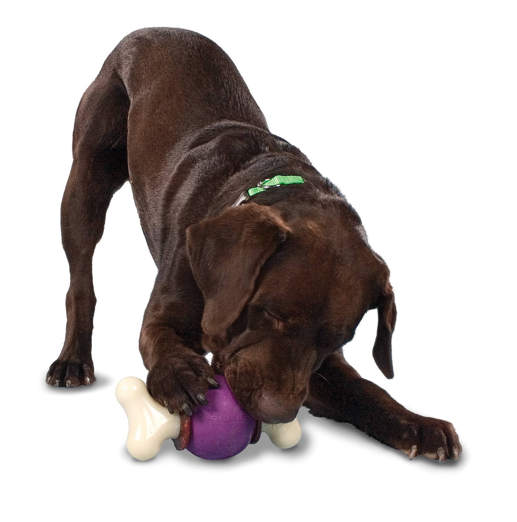Petsafe - Jouet Bouncy Bone M - PETSAFE - Image 4