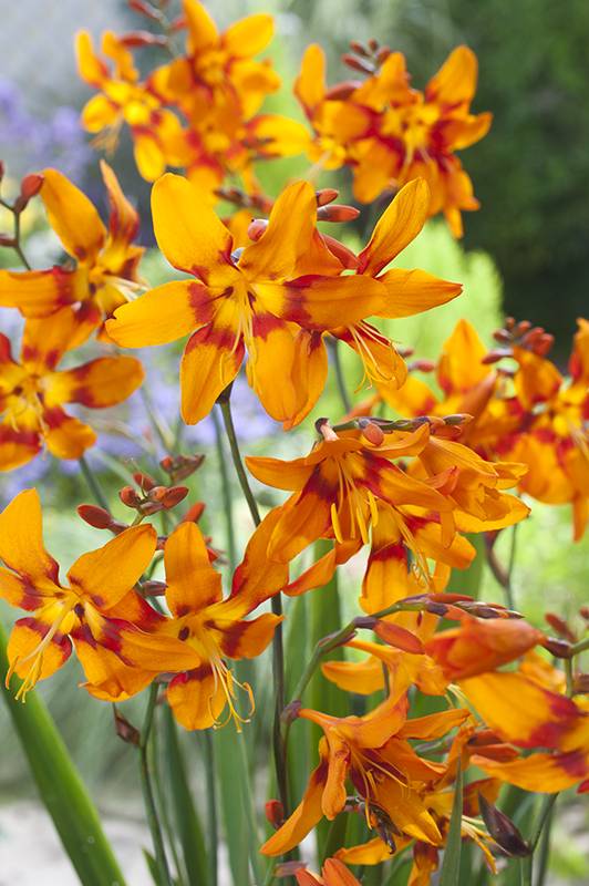 Montbrétia, crocosmia 'emily mckenzie' - Image 1