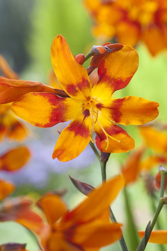 Montbrétia, crocosmia 'emily mckenzie' - Image 2