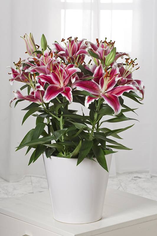 Lirio oriental - Imagen 1