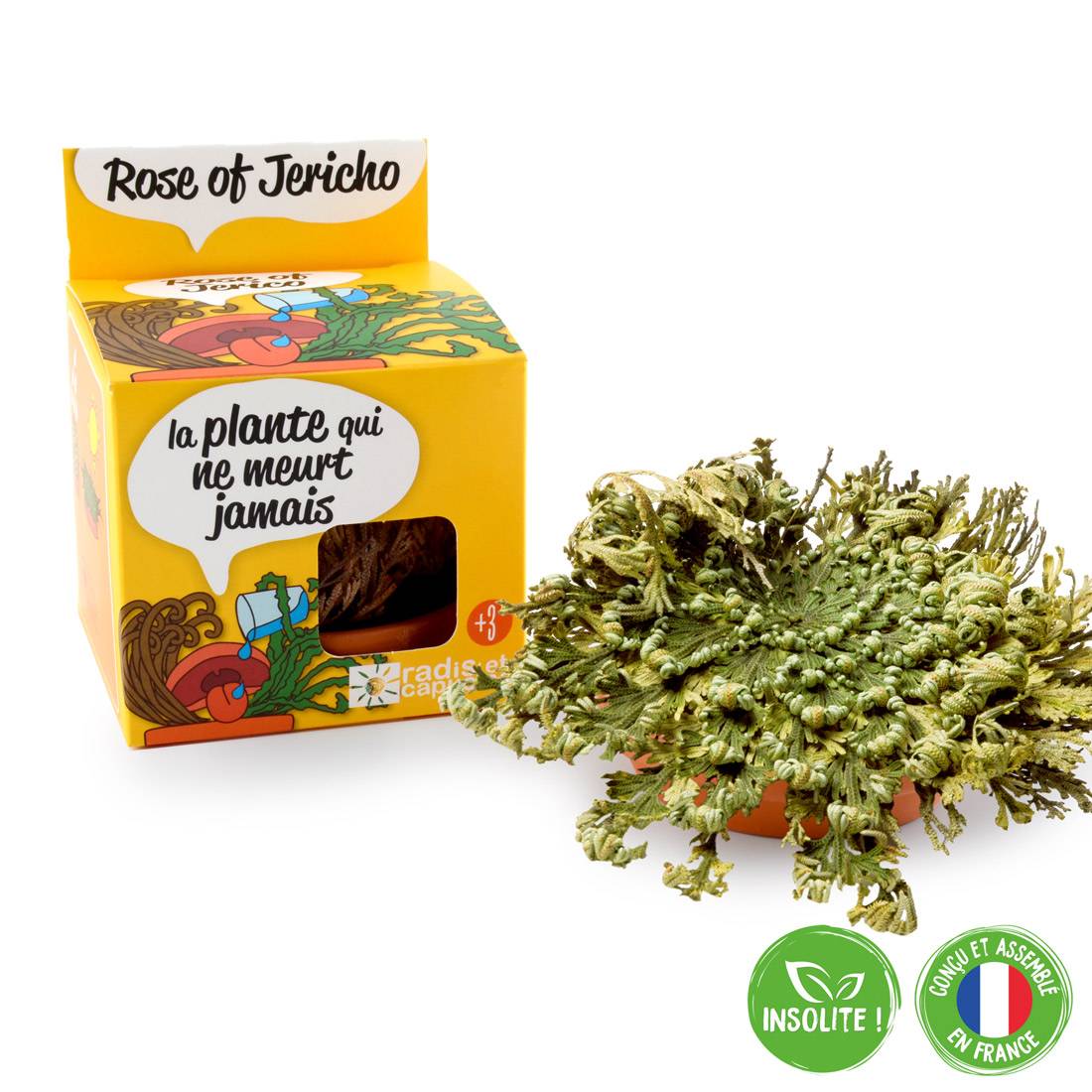 Kit plante éternelle RADIS ET CAPUCINE - Image 1