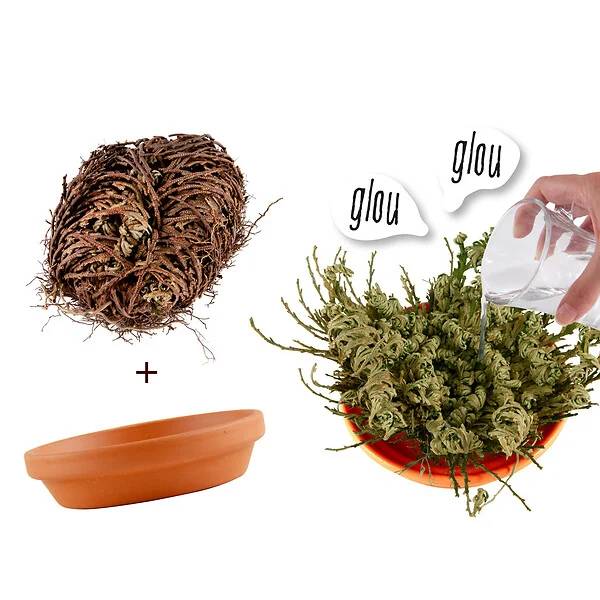Kit plante éternelle RADIS ET CAPUCINE - Image 5