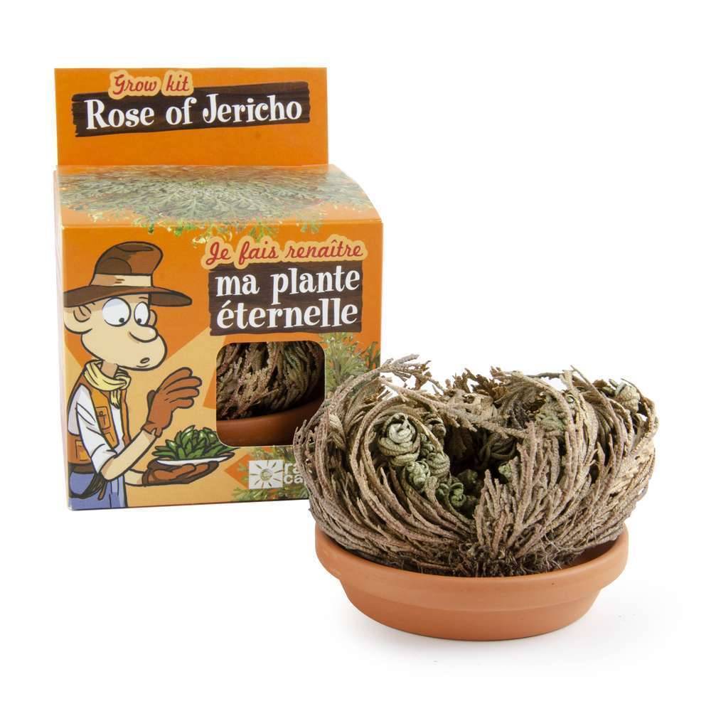 Kit plante éternelle RADIS ET CAPUCINE - Image 4