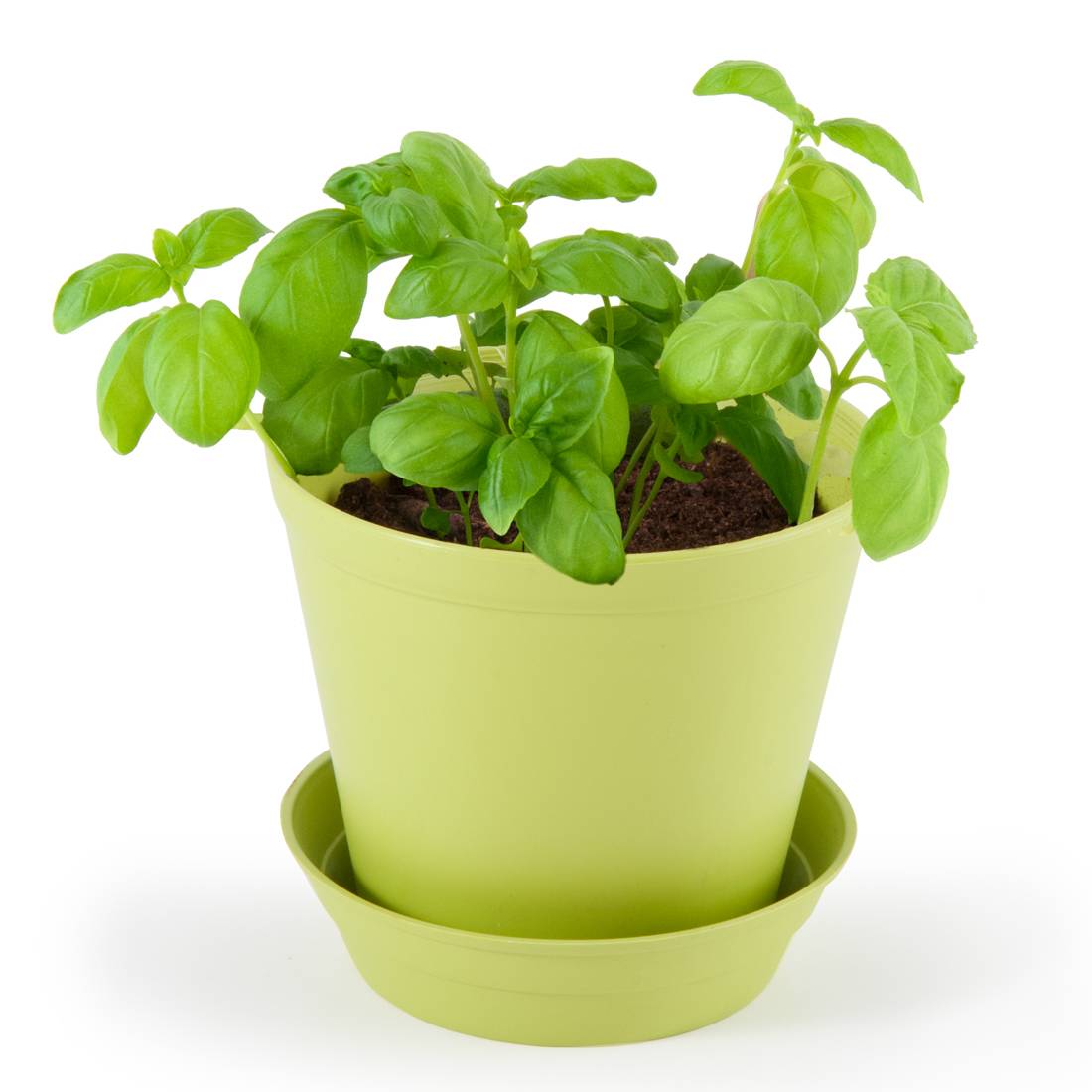 Pot Cloche Basilic Bio - RADIS ET CAPUCINE - Image 1