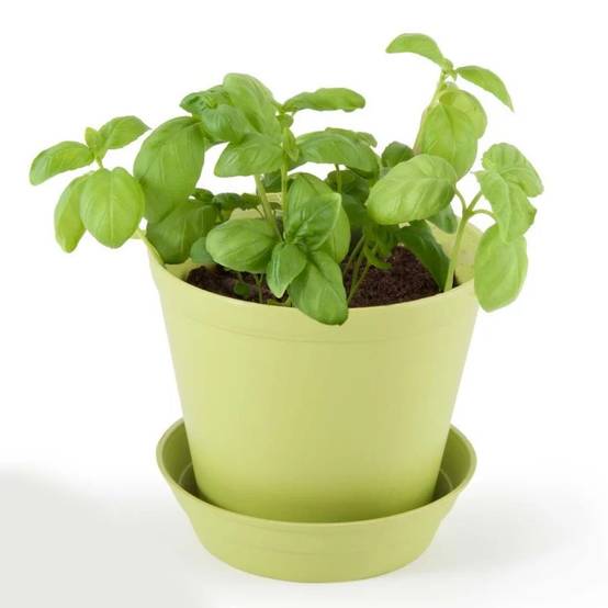 Pot Cloche Basilic Bio - RADIS ET CAPUCINE - Image 4
