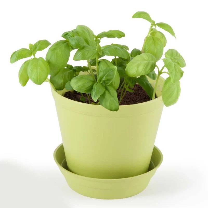 Pot Cloche Basilic Bio - RADIS ET CAPUCINE - Image 4
