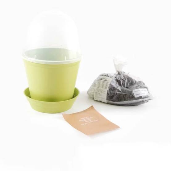 Pot Cloche Basilic Bio - RADIS ET CAPUCINE - Image 5