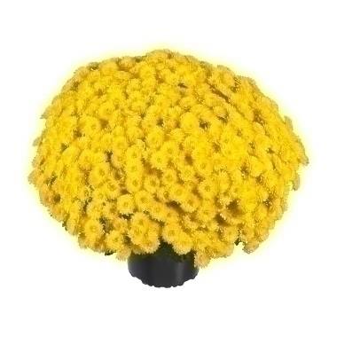 Chrysanthème à petites fleurs en pompon