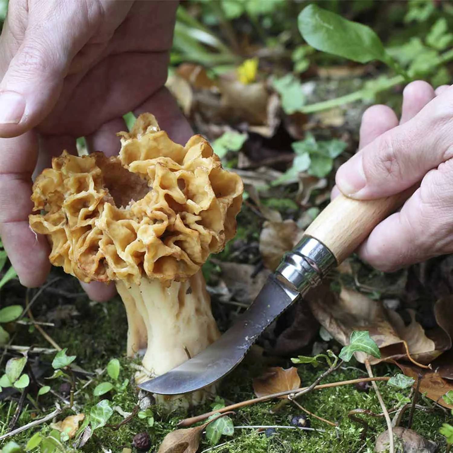 Opinel - Couteau à champignon n° 08  - Opinel - Imagen 2