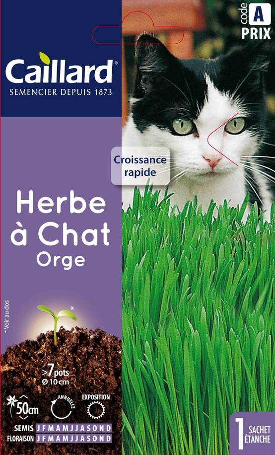 Caillard - Herbe à chat orge – CAILLARD