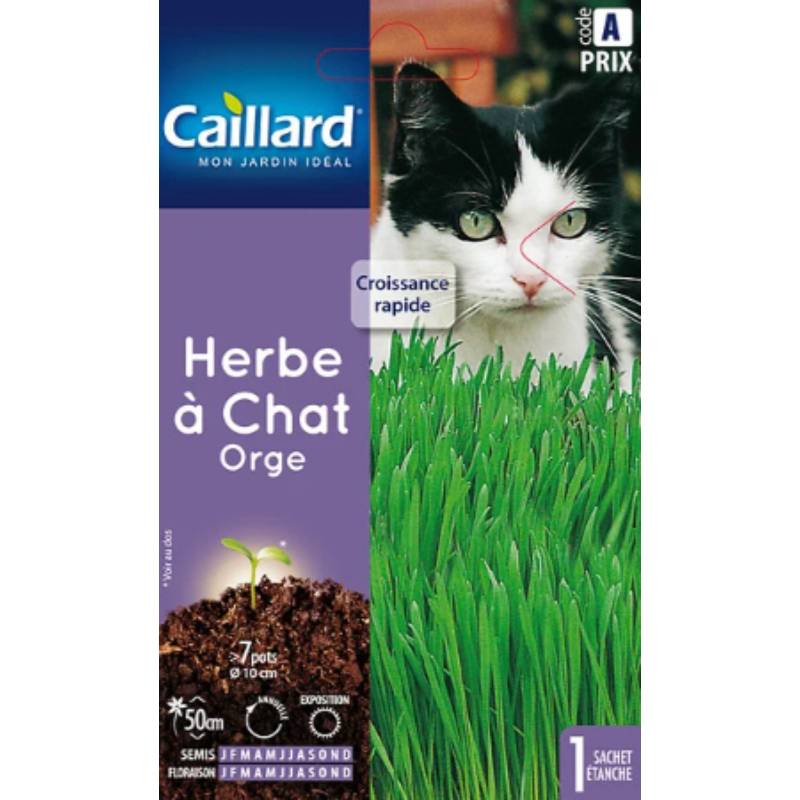 Caillard - Herbe à chat orge – CAILLARD