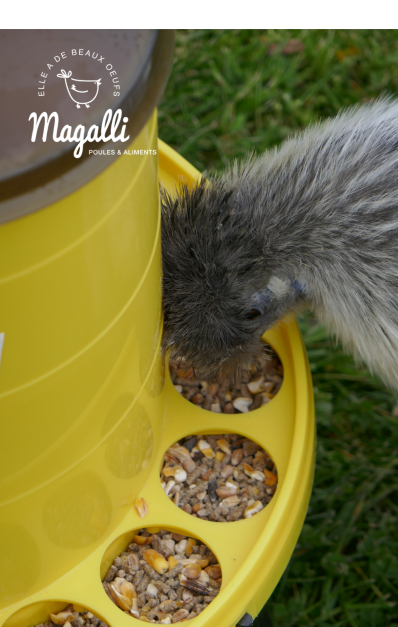 Magalli - Magalli - Aliment complet pour poule d'ornement - 4 kg - Image 6