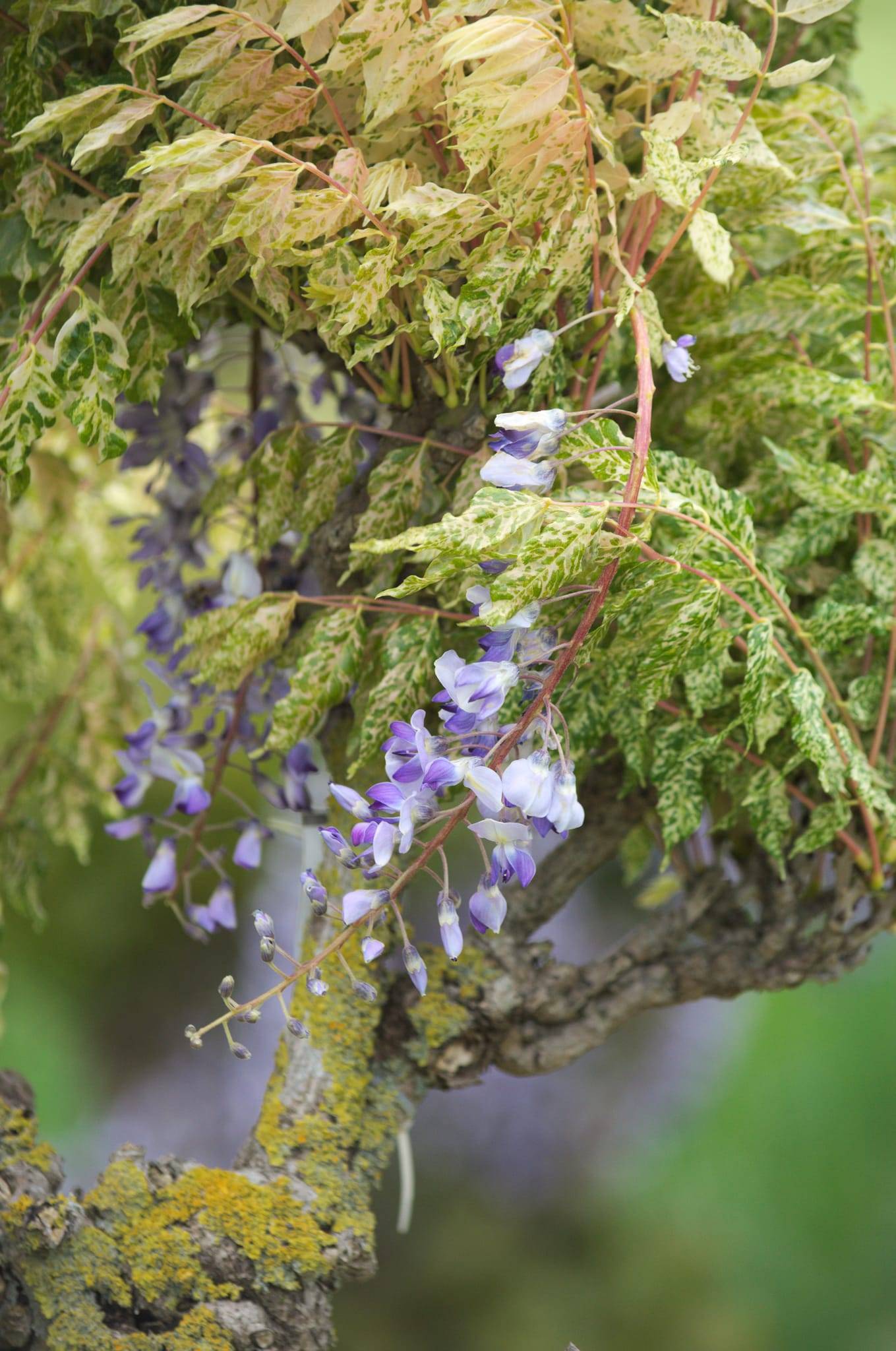 Glycine du Japon 'Variegata'