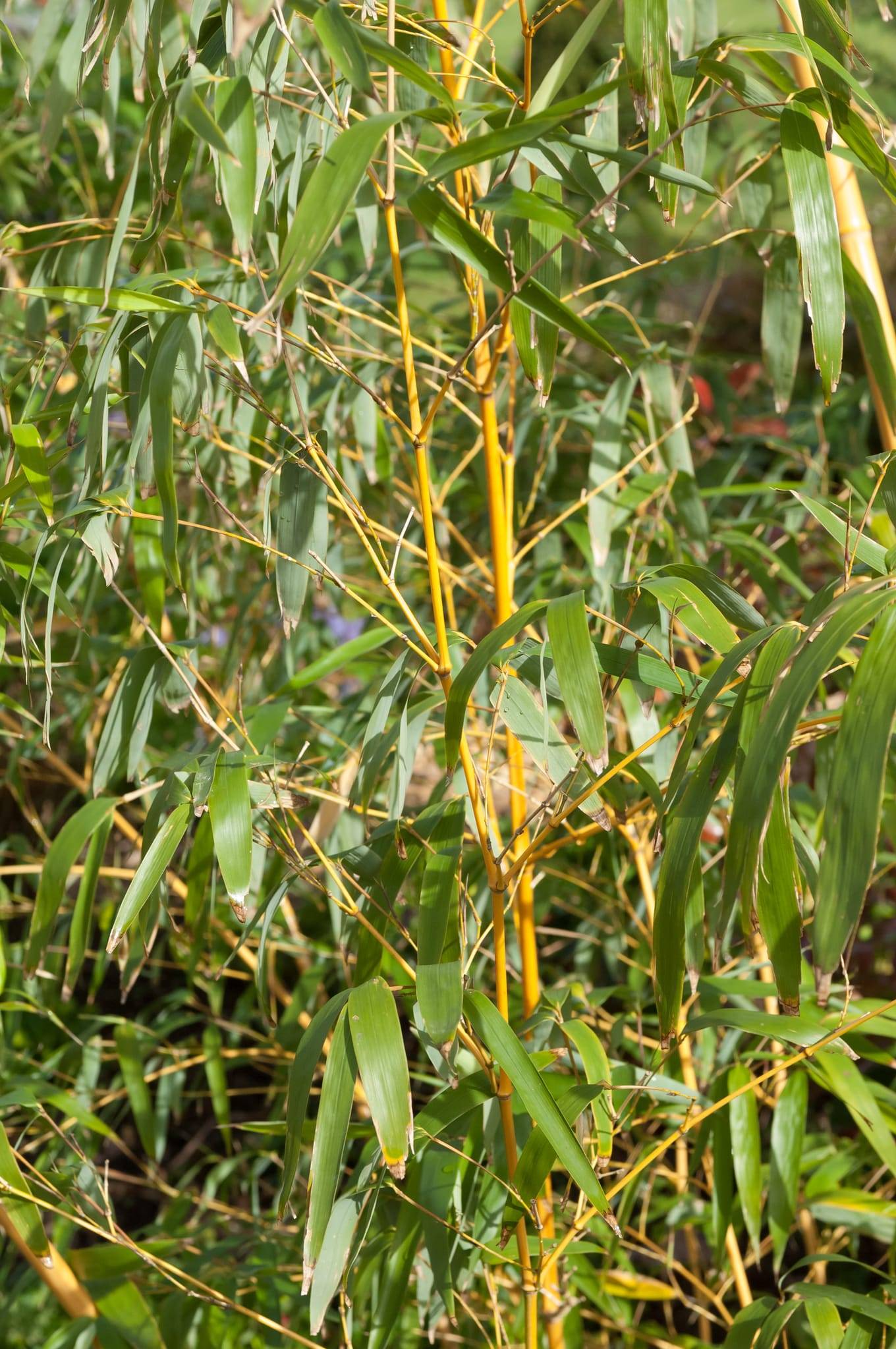 Bambú 'Aureocaulis' - Imagen 2