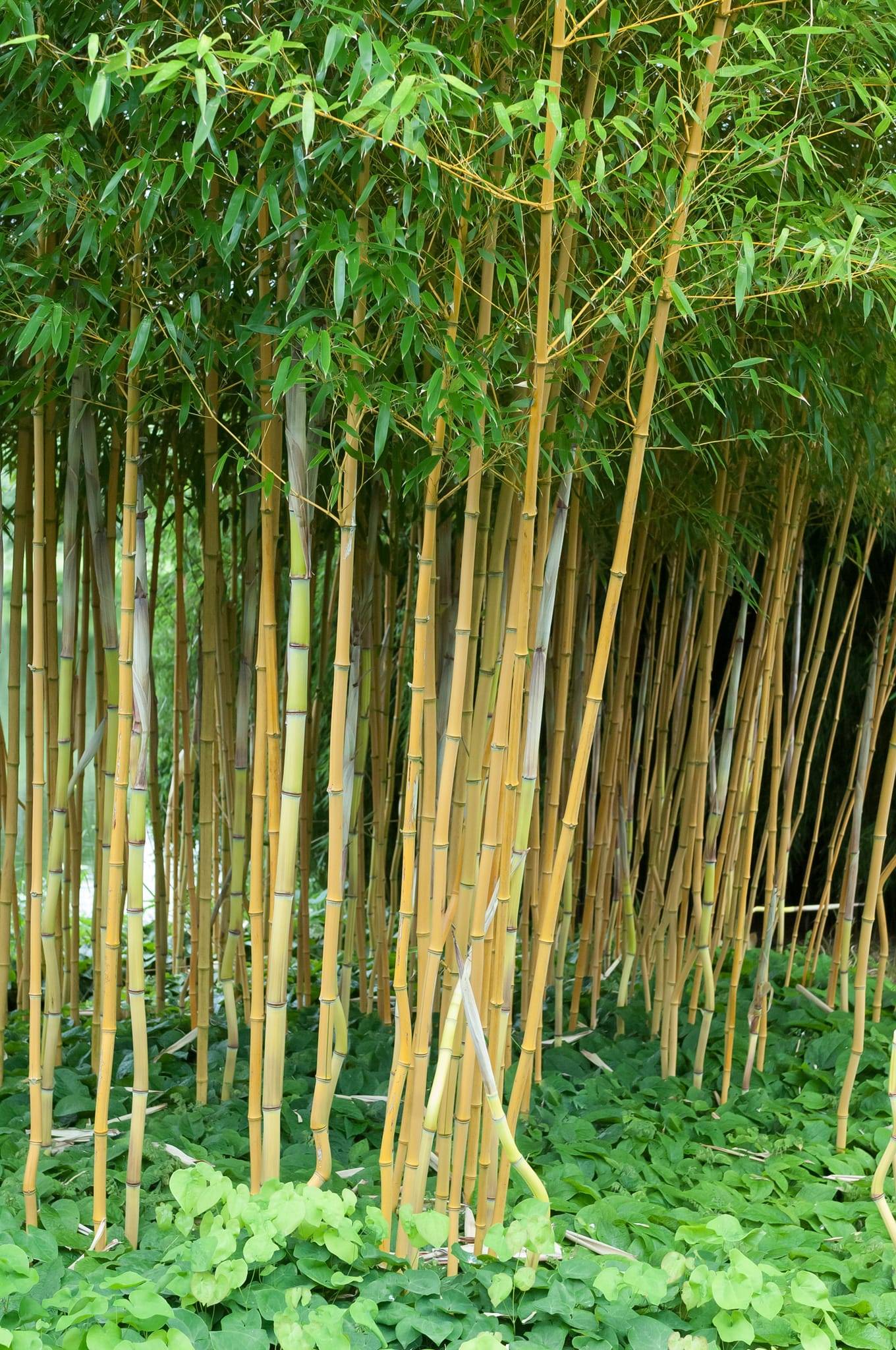 Bambú 'Aureocaulis' - Imagen 1