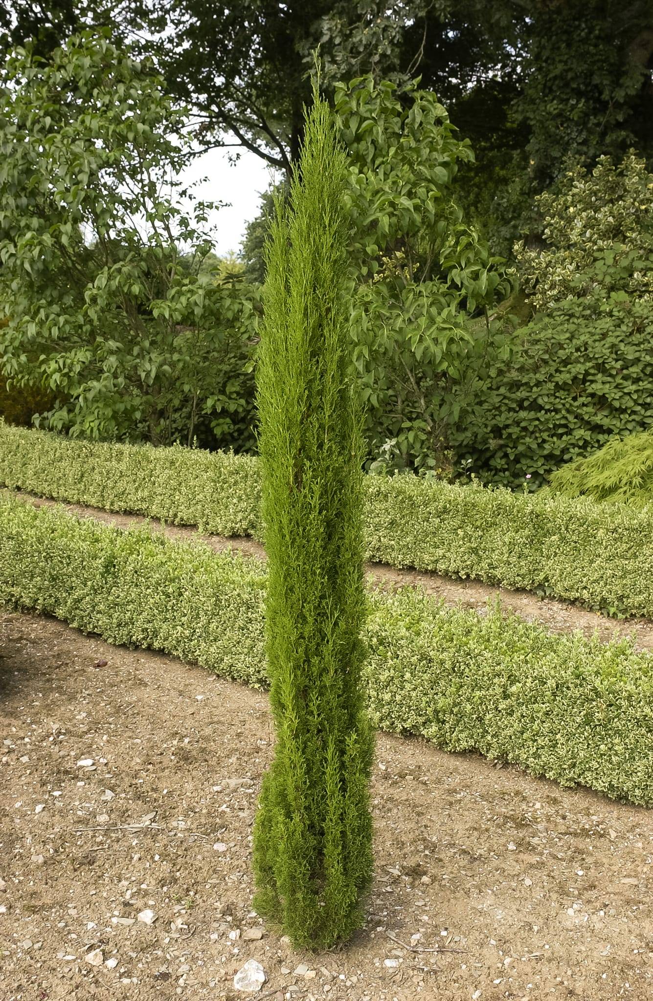 Cyprès d'Italie 'Totem' - Image 1