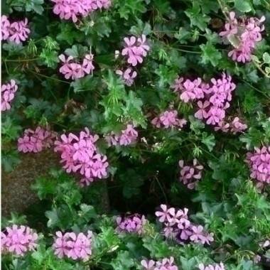 Geranio pelargonium hiedra simple, rey de los balcones