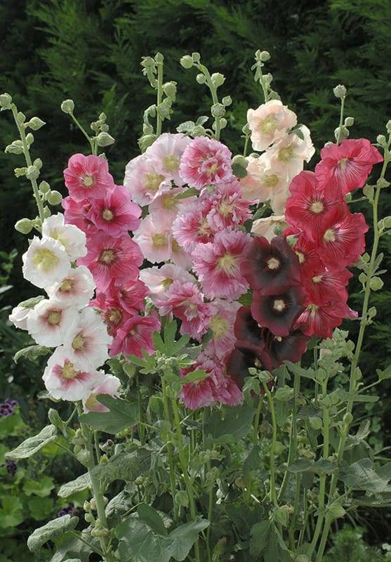 Alcea rosea simple