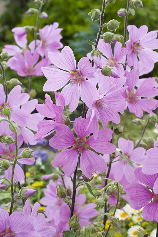Lavatère, Mauve en arbre