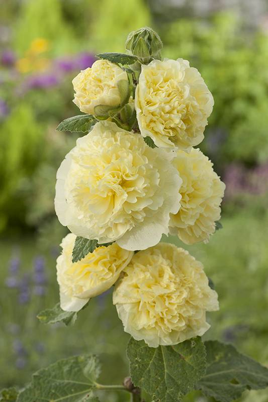 Alcea rosea fleurs double jaune - Image 2