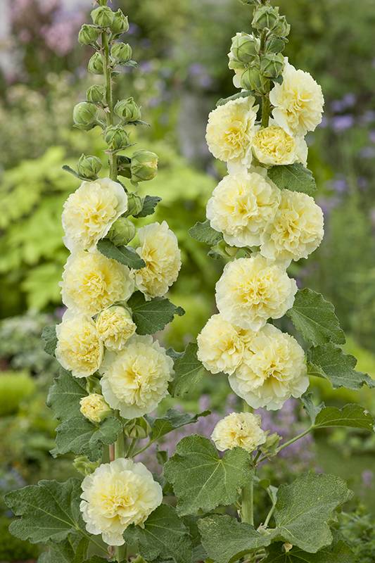 Alcea rosea fleurs double jaune - Image 1