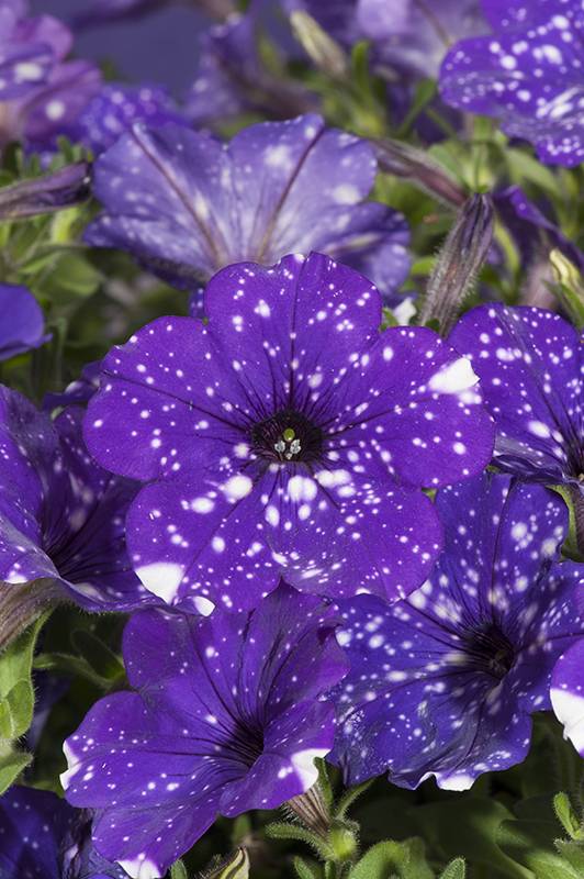 Pétunia 'Night sky' - Image 2