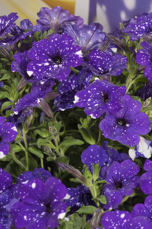 Pétunia 'Night sky' - Image 1