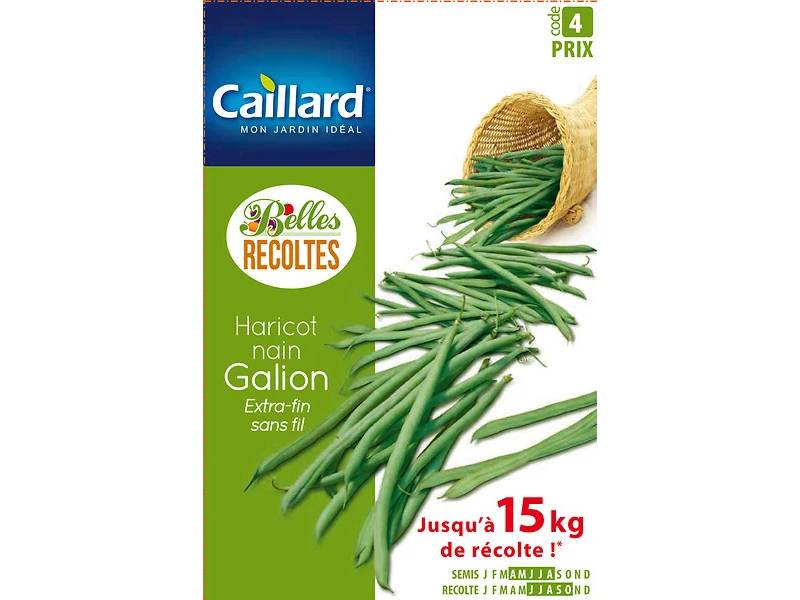 Haricot nain extra-fin sans fil Galion - CAILLARD