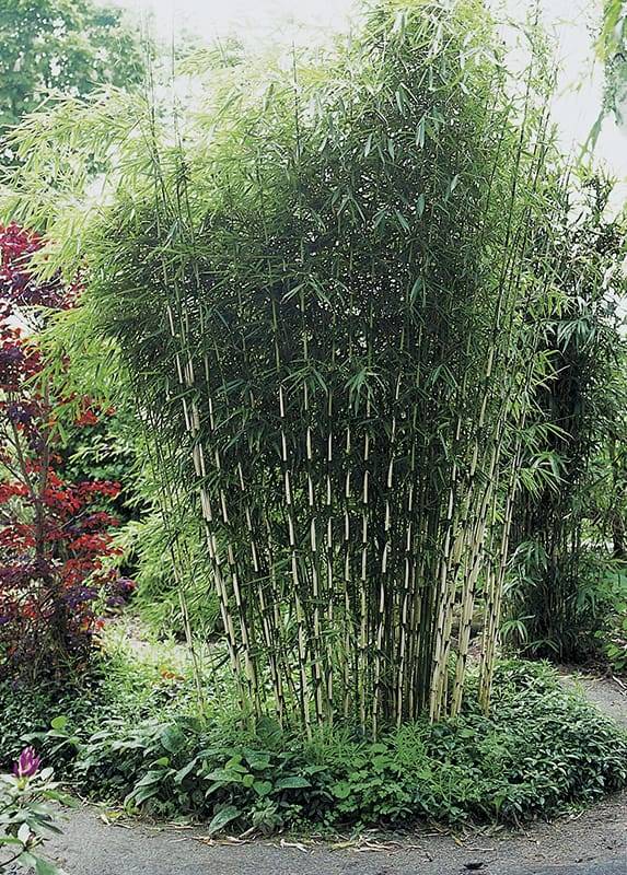 kunstpflanzen 120 cm Kunstpflanze Areca - 120 cm